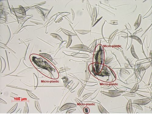 Microplastic Identification via Holographic Imaging and Machine Learning