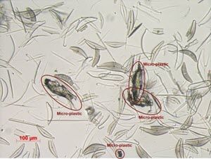 Microplastic Identification image