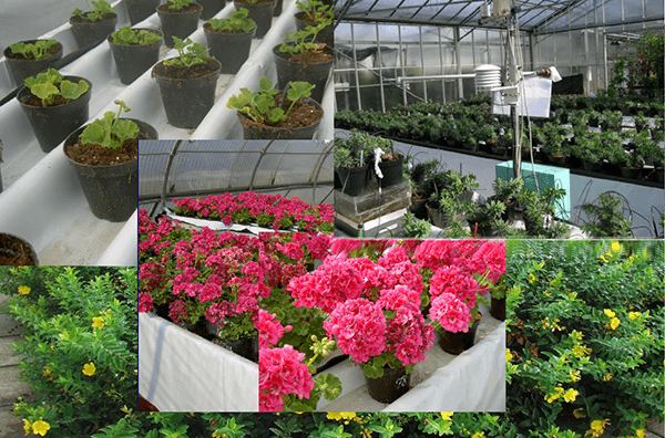 EcoIdriFlor2